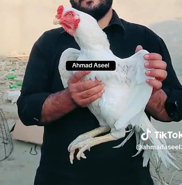 Paper White  | Aseel  | High Quality Heera | Aseel Hens For Sale 1