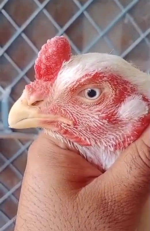 Paper White  | Aseel  | High Quality Heera | Aseel Hens For Sale 2