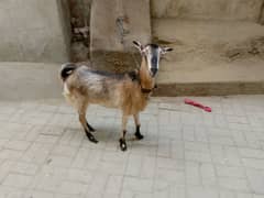 Bakra