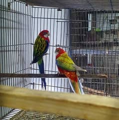 Rosella breeder pair