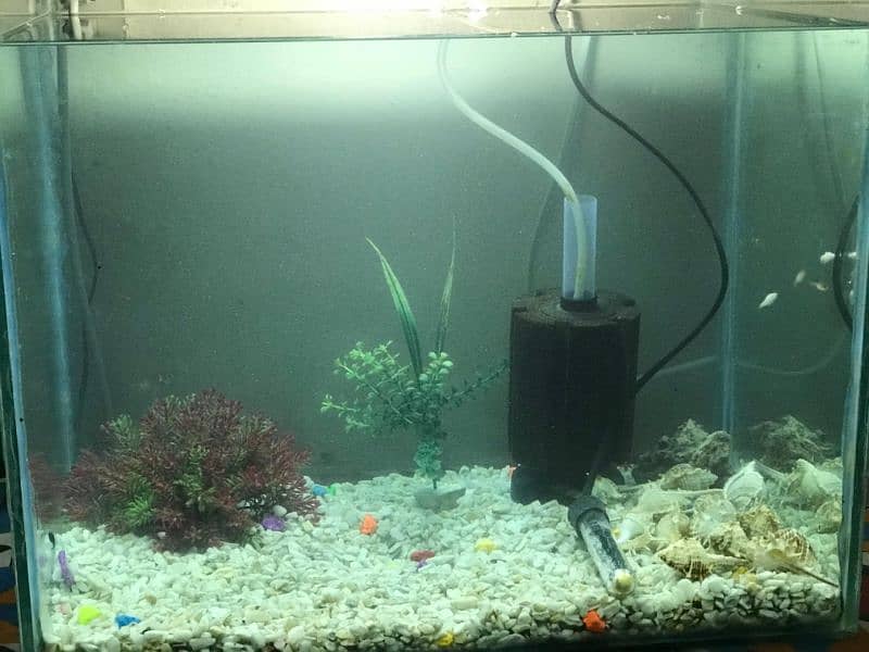 Aquarium, fishe and accessories 1