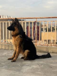 German shepherd male long coat