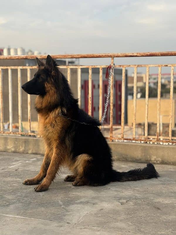 German shepherd male long coat 0