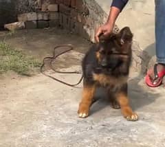 German shepherd Long Coat Male & Female  For Sale 03287625932WhatsApp