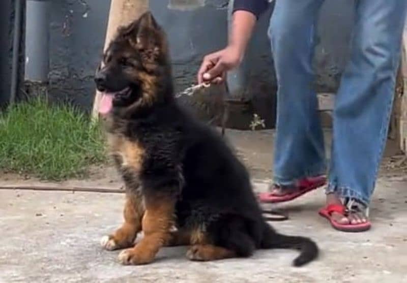 German shepherd Long Coat Male & Female  For Sale 03287625932WhatsApp 1