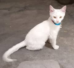 white male cat for sale