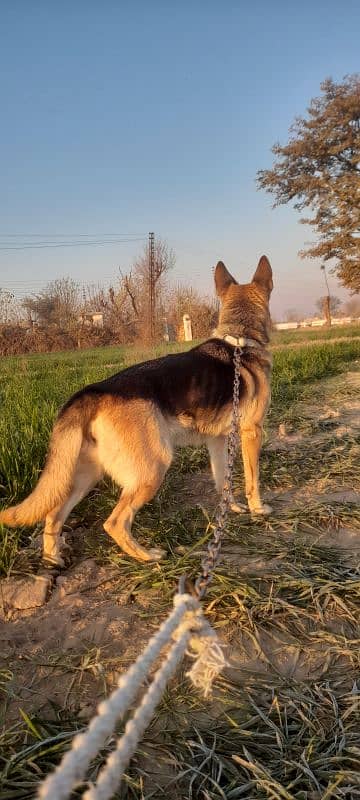 German Shepherd black and tan stock coat breader Female 3