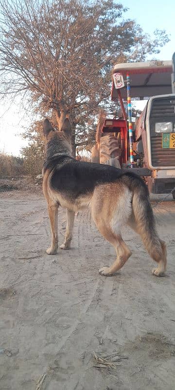 German Shepherd black and tan stock coat breader Female 5