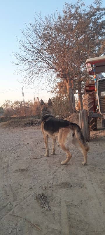 German Shepherd black and tan stock coat breader Female 6