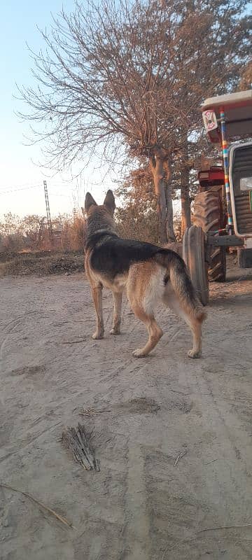 German Shepherd black and tan stock coat breader Female 7