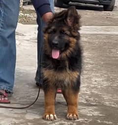 German shepherd Long Coat Male & Female  For Sale 03287625932WhatsApp