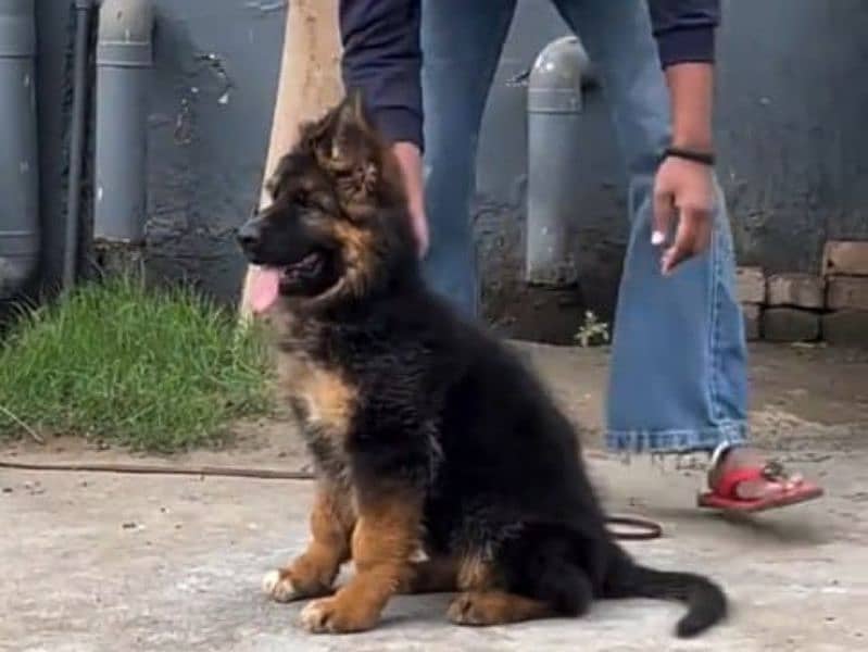 German shepherd Long Coat Male & Female  For Sale 03287625932WhatsApp 1