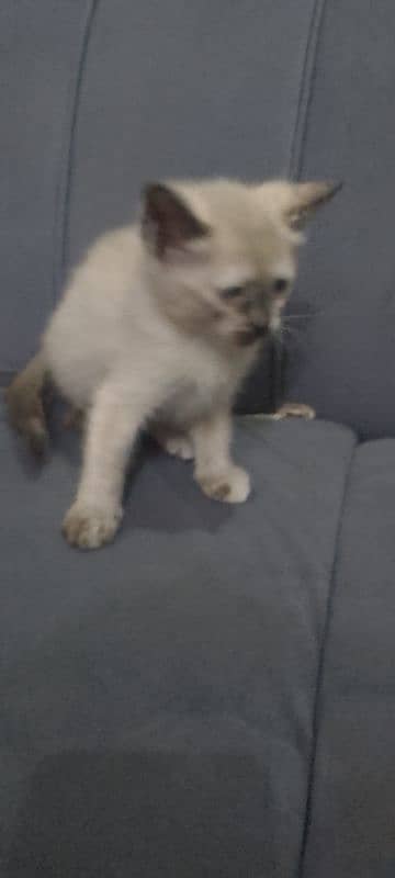 Persian cat for sale 2