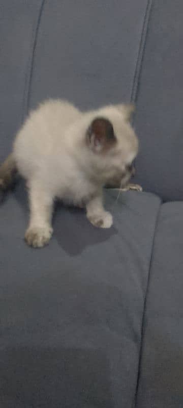 Persian cat for sale 3