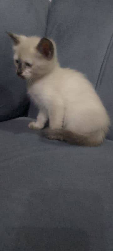 Persian cat for sale 4