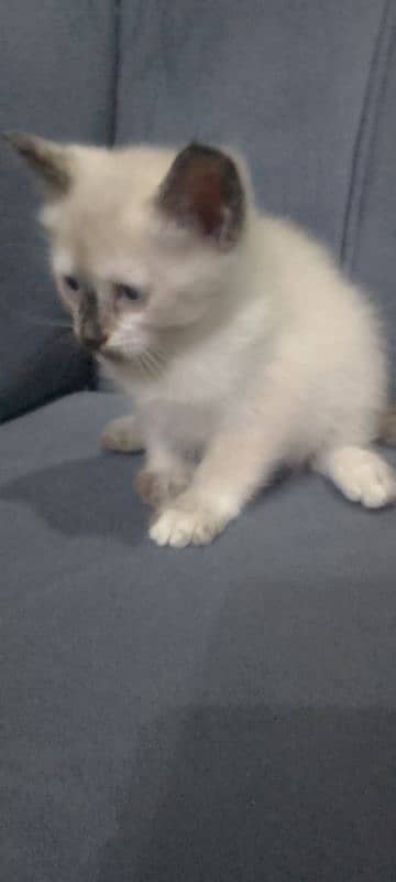 Persian cat for sale 5