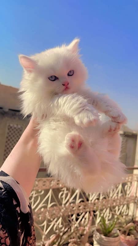 persian kittens 0