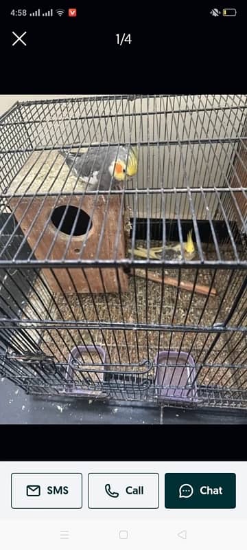 Cocktail (Red Eye) And Love Birds For sale 0