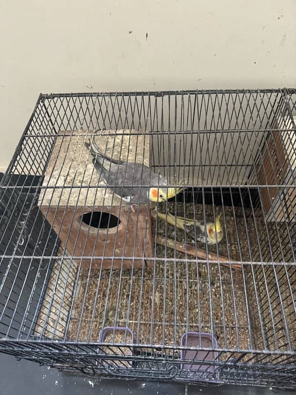 Cocktail (Red Eye) And Love Birds For sale 2