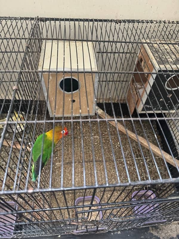 Cocktail (Red Eye) And Love Birds For sale 4