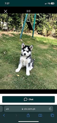 Siberian husky pappi 03293683391