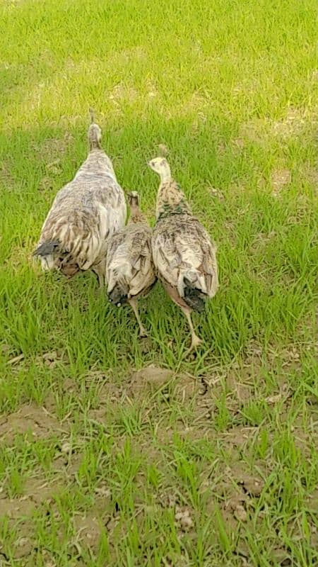 Black Shoulder Chicks 2