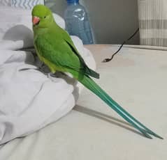 Missing parrot Gulshan block 3