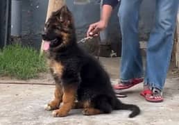 German shepherd Long Coat Male & Female  For Sale 03287625932WhatsApp