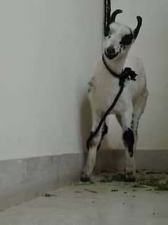 Bunbury goat age 4month