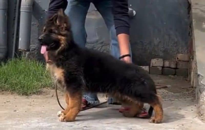 German shepherd Long Coat Male & Female  For Sale 03287625932WhatsApp 1