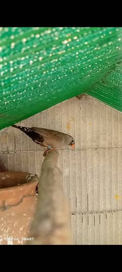 EOMU ZEBRA FINCH