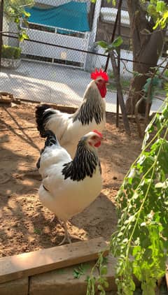 Chicks available 50 days old islamabad  0336 =571 =7059