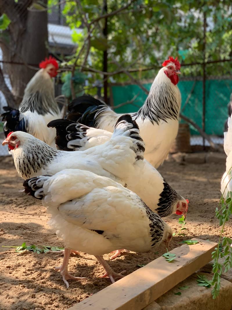 Chicks available 50 days old islamabad  0336 =571 =7059 2