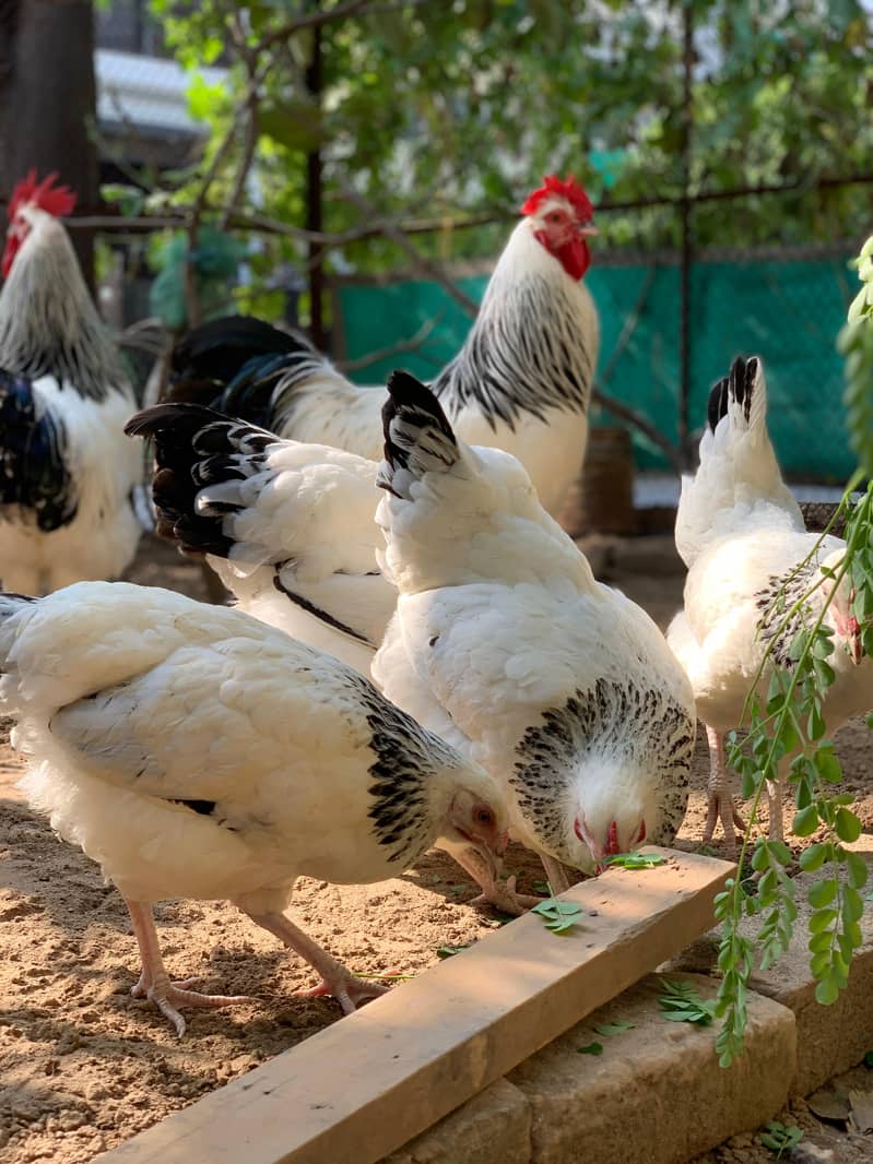 Chicks available 50 days old islamabad  0336 =571 =7059 3