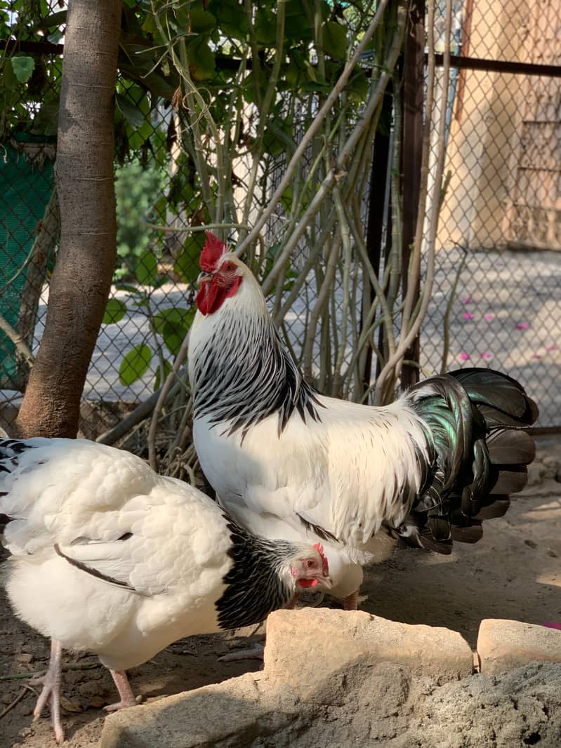 Chicks available 50 days old islamabad  0336 =571 =7059 4