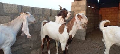 2 daant bakra jori | bakra pair | goat for sale