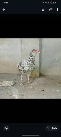 aseel hen egg laying