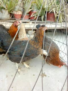 egg laying hens and murgha for sale