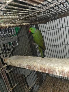 Green Parrot Adult Male