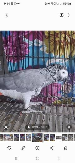 African grey cango Breedar female