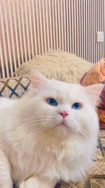 3 PERSIAN CATS FOR ADOPTION 1