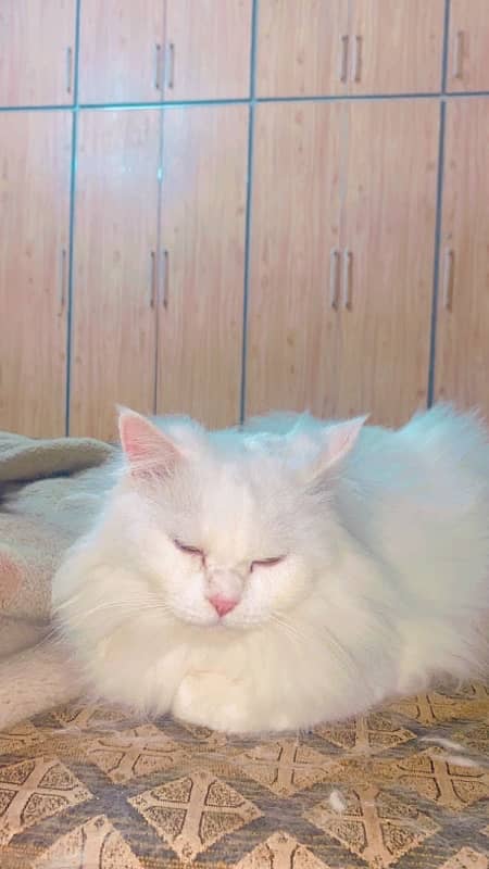 3 PERSIAN CATS FOR ADOPTION 2