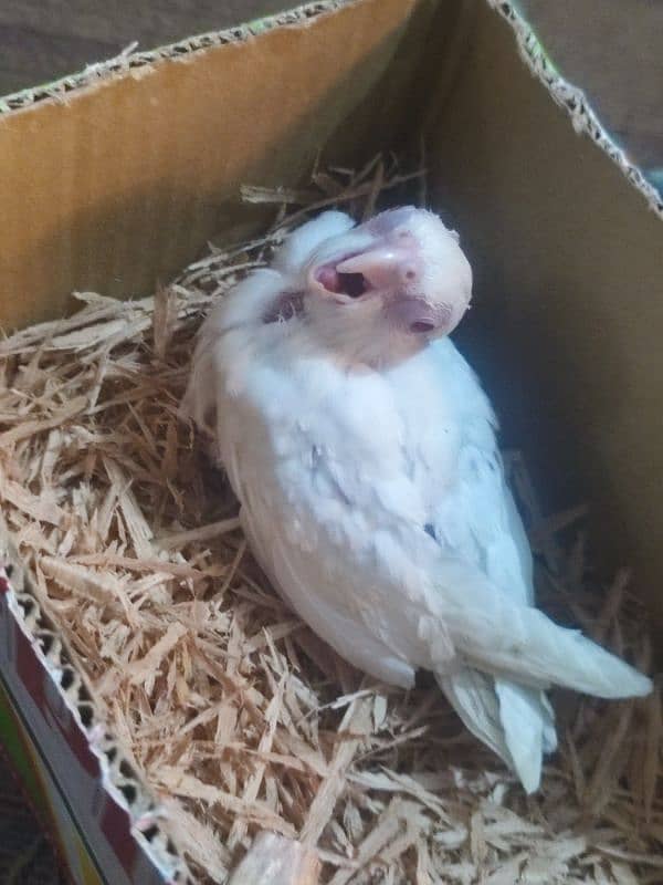 eno red eyes chicks for handtame available for sale 0