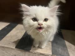 White Persian cat for sale Rs 18000