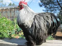 breeder male bantam