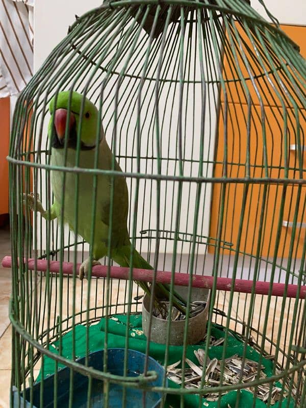 talking parrot 1