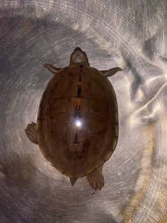 turtle