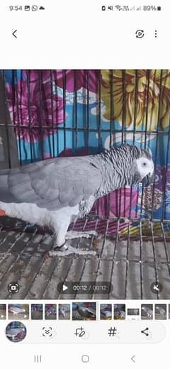 African grey Breedar firnitle Egg female