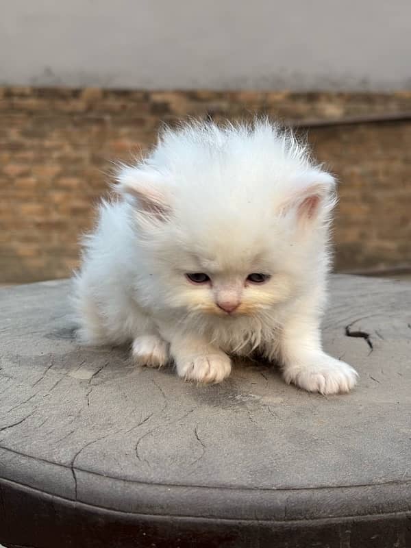 male persian kitten 40 days 0