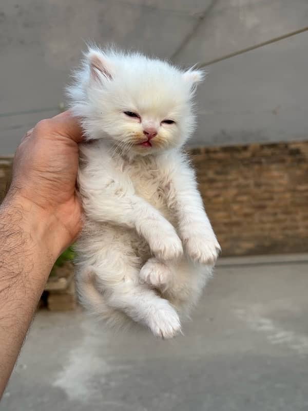 male persian kitten 40 days 1